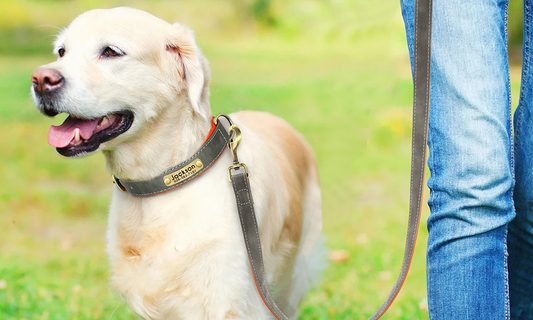 Personalized Leather Dog Collars Vs. Woven Collars: A Confluence of Luxury and Convenience - dogtagcollar